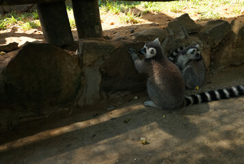 Fototapeta premium Two black and white lemar sitting in the shade in an enclosure at the zoo