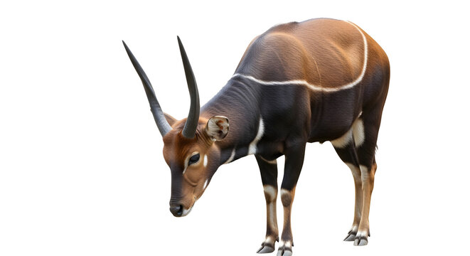 Beautiful bongo antelope standing in a profile view showing its reddish brown coat with white stripes and sharp horns isolated on a plain white background for wildlife photography design projects.