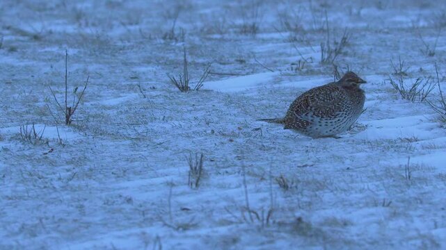 Sharp-tailed grouse on winter lek decide not to dance, but run away