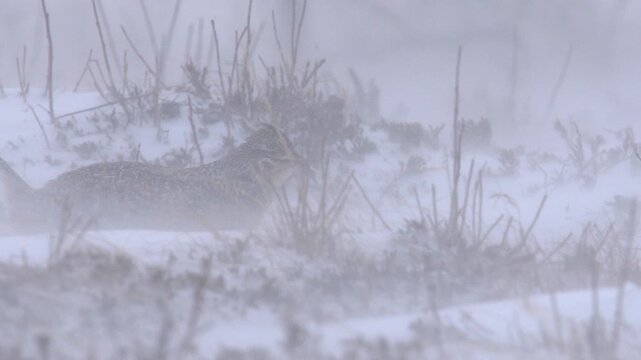 Blowing snow nearly obscures Sharptail grouse hunkering on winter lek