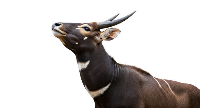 Majestic male bongo antelope stands with his head held high against a clean white background showcasing his characteristic spiraling horns and distinct white stripes on his deep reddish brown coat.
