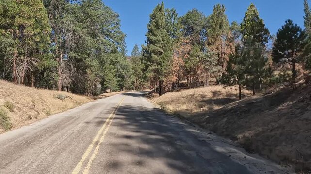 POV driving through scenic open conifer forest in Sierra Nevada mtns