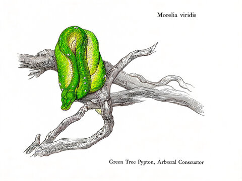 Morelia Viridis Green Tree Python is Celebrated as a Jewel of Arboreal Snakes in This Vivid Vintage Scientific Illustration for Nature Education and Commercial Licensing
