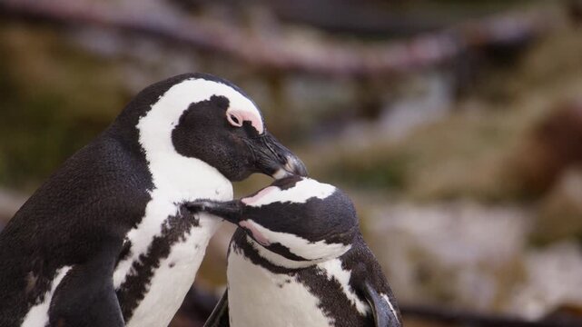 Intimate grooming of feathers by pair of loving African penguins in South Africa