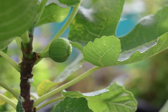 green fig tree