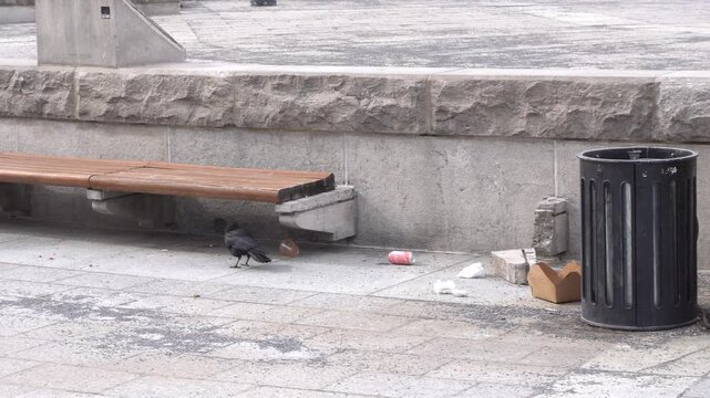 A black crow scavenges for food among litter scattered on a stone pavement next to a public trash bin and a wooden bench