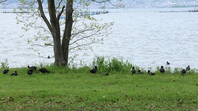 Wild Eurasian coot in natural landscape outdoors
