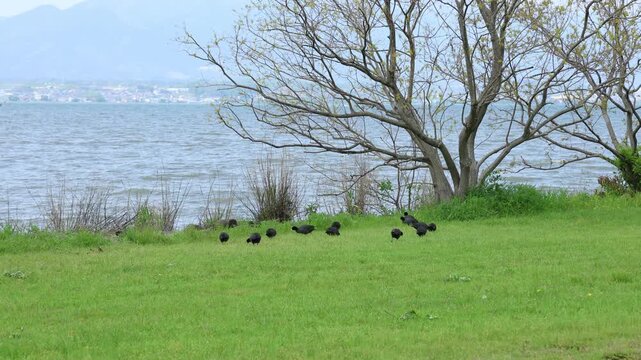 Wild Eurasian coot in natural landscape outdoors
