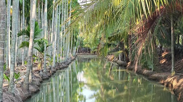Areca nut plantation. Betel Nut Palm or Areca Palm.