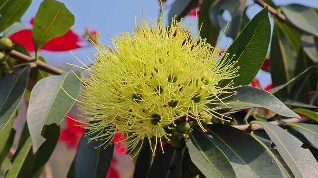 Yellow flower called Xanthostemon Chrysanthus.