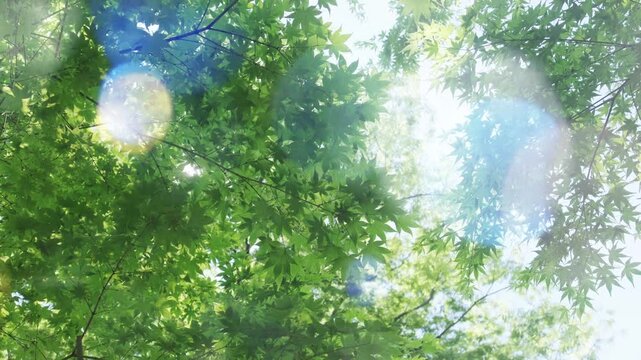 キラキラ輝く春夏の新緑の葉と木漏れ日の輝き　森林の葉のボケの光　輝く太陽の日差しとレンズフレア　眩しい日光とハレーションの強い　自然の風景背景