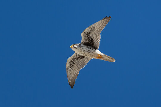 Wild Peregrine Falcon soaring through a clear blue desert sky.