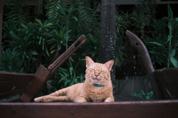 cat in the garden © FEITONG