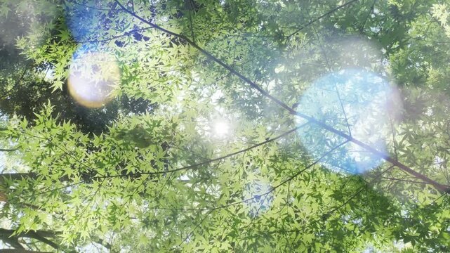 キラキラ輝く春夏の新緑の葉と木漏れ日の輝き　森林の葉のボケの光　輝く太陽の日差しとレンズフレア　眩しい日光とハレーションの強い　自然の風景背景