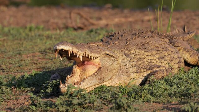 A large Nile crocodile (Crocodylus niloticus) basking with open jaws, Kruger National Park, South Africa