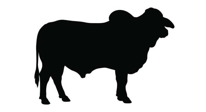 brahman bull silhouette on a white background