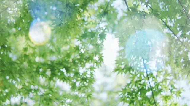 キラキラ輝く春夏の新緑の葉と木漏れ日の輝き　森林の葉のボケの光　輝く太陽の日差しとレンズフレア　眩しい日光とハレーションの強い　自然の風景背景