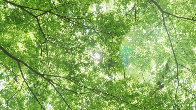 キラキラ輝く春夏の新緑の葉と木漏れ日の輝き　森林の葉のボケの光　輝く太陽の日差しとレンズフレア　眩しい日光とハレーションの強い　自然の風景背景