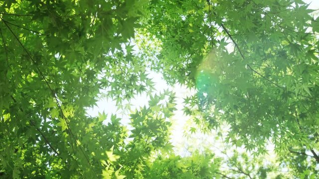 キラキラ輝く春夏の新緑の葉と木漏れ日の輝き　森林の葉のボケの光　輝く太陽の日差しとレンズフレア　眩しい日光とハレーションの強い　自然の風景背景