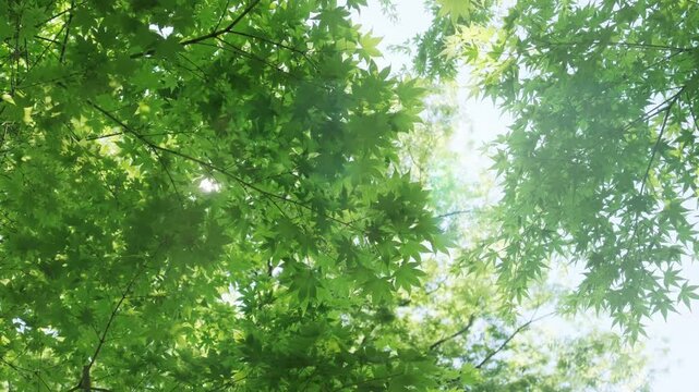 キラキラ輝く春夏の新緑の葉と木漏れ日の輝き　森林の葉のボケの光　輝く太陽の日差しとレンズフレア　眩しい日光とハレーションの強い　自然の風景背景