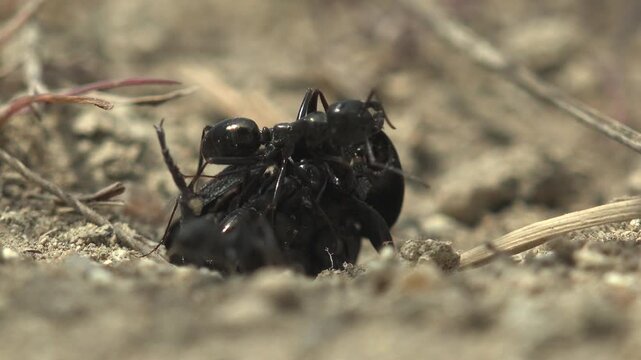 Macro footage of black ants dragging dead beetle across sandy soil toward underground nest showing teamwork, scavenging and insect colony behavior