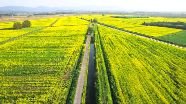 Spring Aerial View Revealing Rolling Rapeseed Flower Fields and Rural Farmland Below