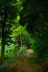 Naklejka premium Forest bathing path in Batumi Botanical Garden. Hiking trail for active leisure and mental wellness in Georgia. Scenic woodland road for running and relaxation in lush subtropical nature, health