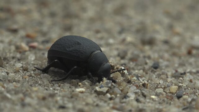 Matte-black Blaps darkling beetle (Tenebrionidae) crawling and foraging on sandy gravel with shell fragments. Ground-level macro, harsh summer daylight, bold black contrast on pale arid terrain