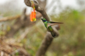 Obraz premium The lesser violetear (Colibri cyanotus), also known as the mountain violet-ear, is a medium-sized, metallic green hummingbird in Ecuador