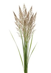Fototapeta premium Dried pampas grass stems stand against a clean white background.