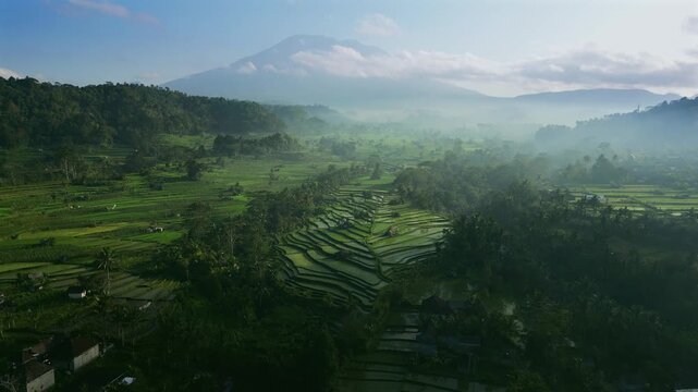 The green natural pattern of lush rice paddy fields in Bali. Sustainable agriculture in Balinese countryside