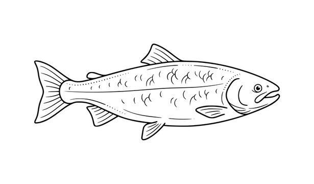 Minimal salmon fish sketch with simple hand drawn doodle pattern line art vector illustration
