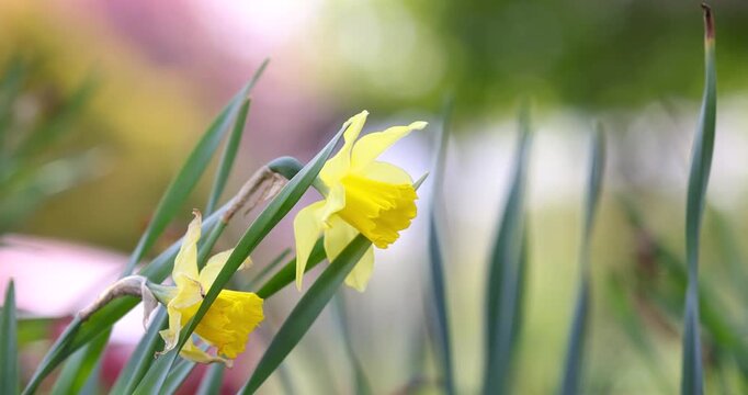 Yellow narcissus daffodil flower swaying in wind