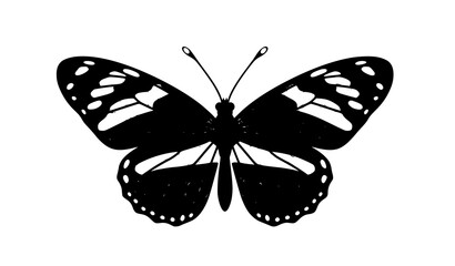 Title: Eueides isabella butterfly vector with detailed wing pattern isolated on white background © Md