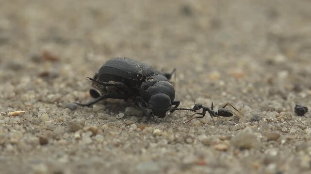 Low angle macro of black darkling beetle Tenebrionidae attacked by small ants on sand. Raw documentary wildlife behavior and predator interaction