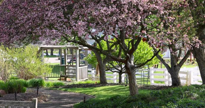 Blossoming pink crabapple trees in a public park in Michigan