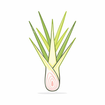 Illustration of Lemongrass Stalk