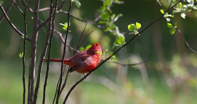 Vibrant Northern cardinal bird perching on a branch and eating