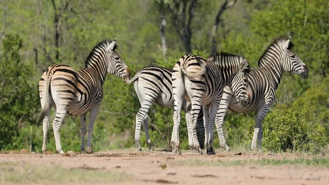 Plains zebras (Equus burchelli) in natural habitat, Kruger National Park, South Africa