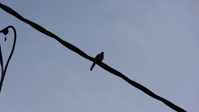 Silhouette of a bird perched on a wire against a soft sky. The wire curves gently across the frame. Small bell hangs nearby, adding detail. The bird appears calm and still
