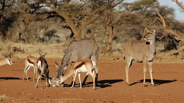 Springbok and kudu antelopes licking a salt block during the dry season, South Africa