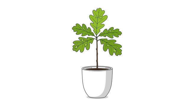 A young oak tree sapling with green leaves growing in a white pot, isolated on a white background, representing new life and growth.