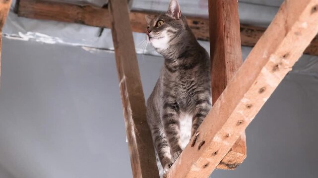 Cute tabby cat exploring planks under the ceiling of the repairing house