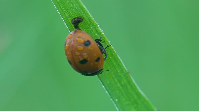 Macro of a small orange ladybug Coccinellidae climbing a green grass blade covered with crystalline morning dew drops on a soft green background
