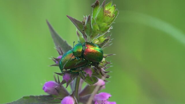 Macro of two metallic shiny leaf beetles Chrysolina mating on a pink dead nettle flower with structural coloration shifting between green, gold and red