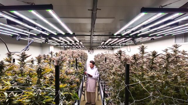 Lab-coated technician inspects dense rows of cannabis plants in a controlled indoor grow room beneath LED lighting and trellis nets