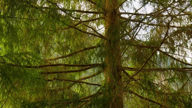 Sunlight shining through thick spruce tree branches and trunk in a dense forest