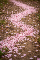 Obraz premium Scattered Fallen Petals Forming Irregular Path on Ground for Floral Rain Story and Seasonal Garden Atmosphere
