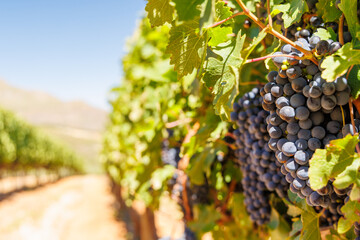 Naklejka premium Ripe grapes on vine in South African vineyard