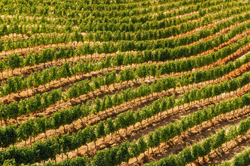 Naklejka premium Sunlit vineyard rows in South Africa